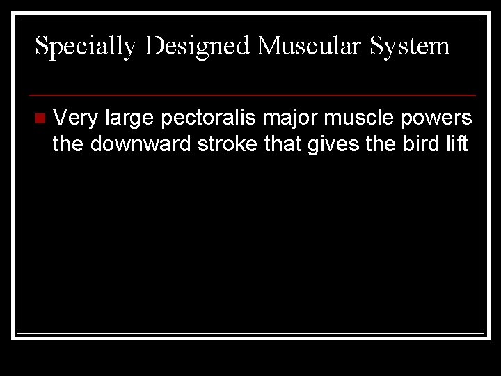 Specially Designed Muscular System n Very large pectoralis major muscle powers the downward stroke