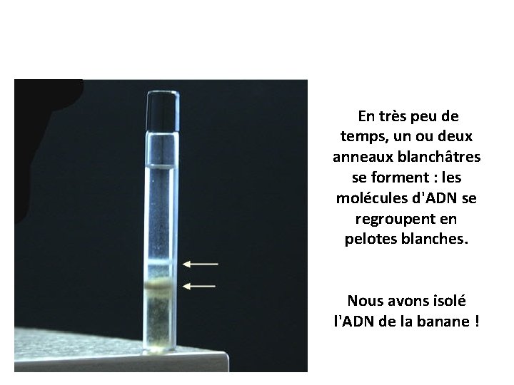 En très peu de temps, un ou deux anneaux blanchâtres se forment :