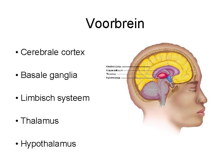 Voorbrein • Cerebrale cortex • Basale ganglia • Limbisch systeem • Thalamus • Hypothalamus
