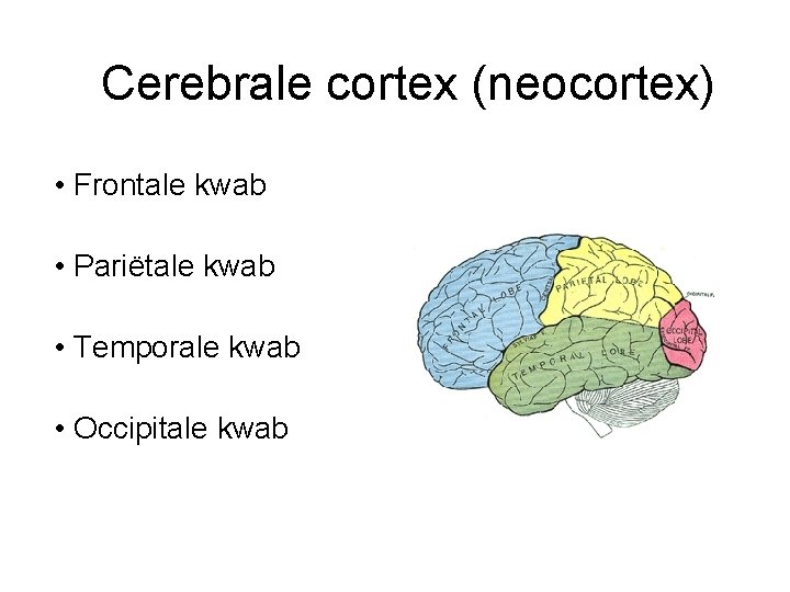 Cerebrale cortex (neocortex) • Frontale kwab • Pariëtale kwab • Temporale kwab • Occipitale