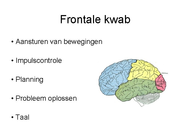 Frontale kwab • Aansturen van bewegingen • Impulscontrole • Planning • Probleem oplossen •