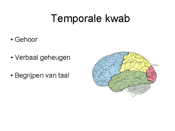 Temporale kwab • Gehoor • Verbaal geheugen • Begrijpen van taal 