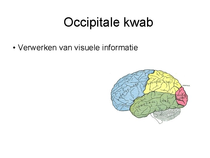Occipitale kwab • Verwerken van visuele informatie 