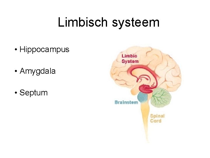 Limbisch systeem • Hippocampus • Amygdala • Septum 