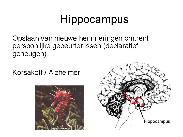 Hippocampus Opslaan van nieuwe herinneringen omtrent persoonlijke gebeurtenissen (declaratief geheugen) Korsakoff / Alzheimer 