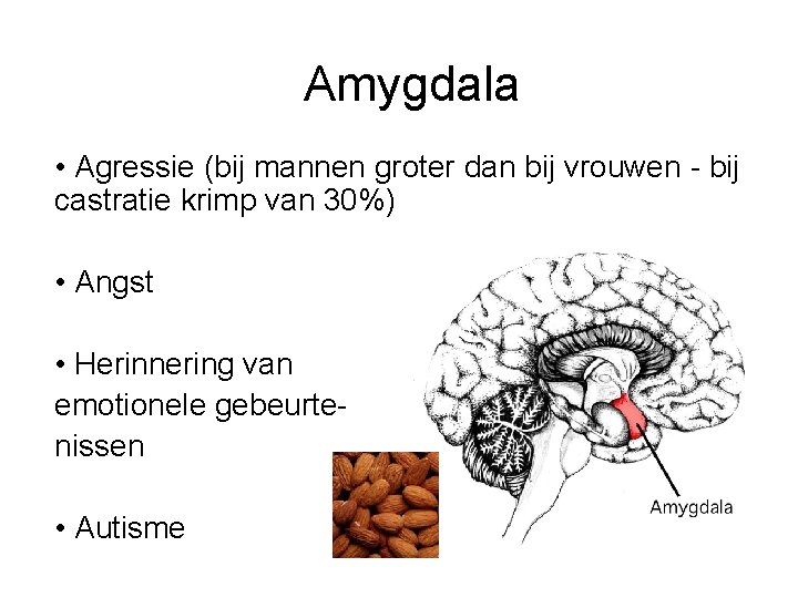 Amygdala • Agressie (bij mannen groter dan bij vrouwen - bij castratie krimp van