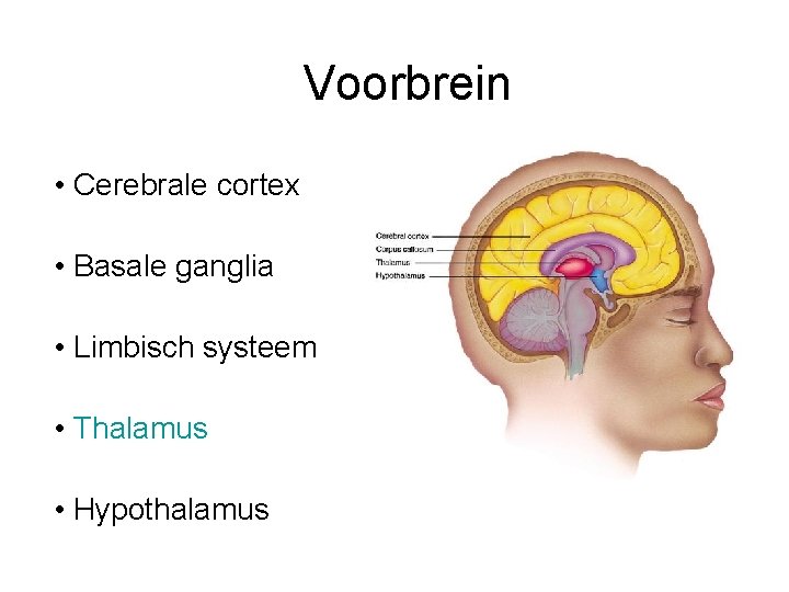 Voorbrein • Cerebrale cortex • Basale ganglia • Limbisch systeem • Thalamus • Hypothalamus