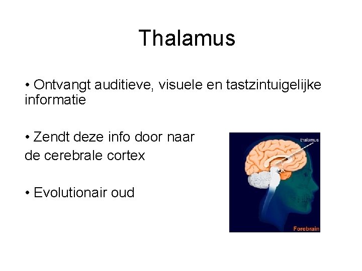 Thalamus • Ontvangt auditieve, visuele en tastzintuigelijke informatie • Zendt deze info door naar