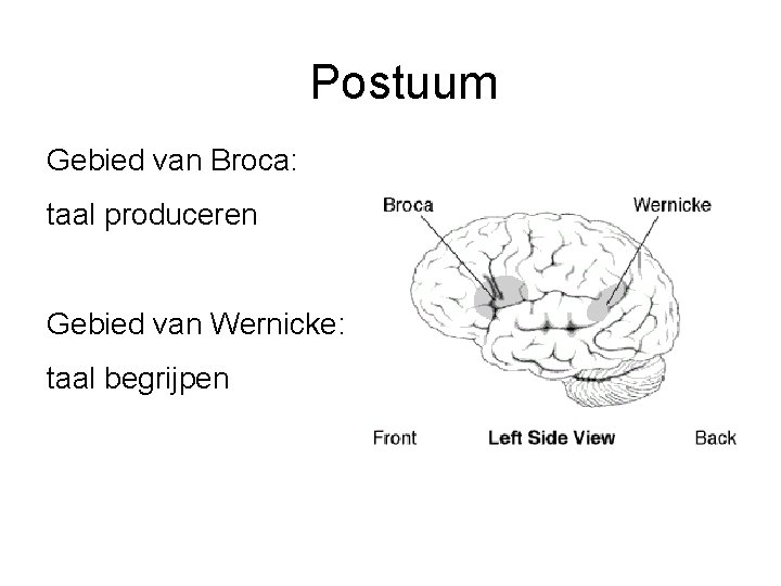 Postuum Gebied van Broca: taal produceren Gebied van Wernicke: taal begrijpen 