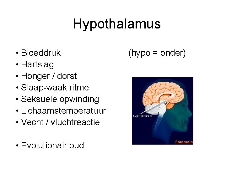 Hypothalamus • Bloeddruk • Hartslag • Honger / dorst • Slaap-waak ritme • Seksuele