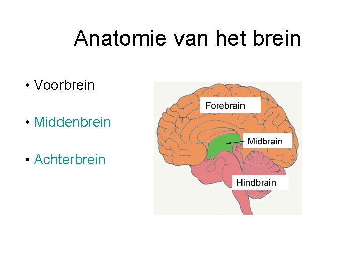 Anatomie van het brein • Voorbrein • Middenbrein • Achterbrein 