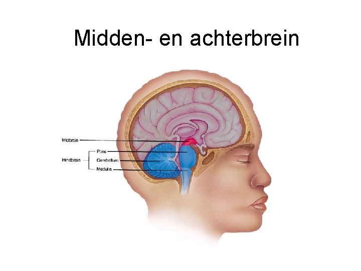 Midden- en achterbrein 