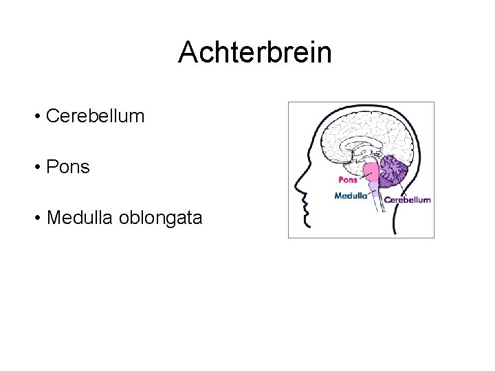 Achterbrein • Cerebellum • Pons • Medulla oblongata 