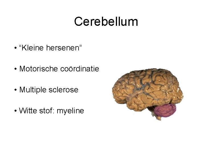 Cerebellum • “Kleine hersenen” • Motorische coördinatie • Multiple sclerose • Witte stof: myeline