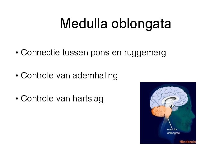 Medulla oblongata • Connectie tussen pons en ruggemerg • Controle van ademhaling • Controle