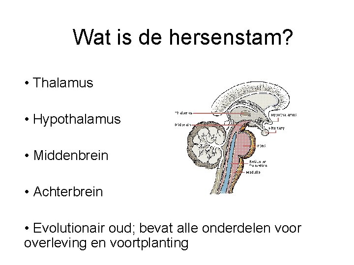 Wat is de hersenstam? • Thalamus • Hypothalamus • Middenbrein • Achterbrein • Evolutionair