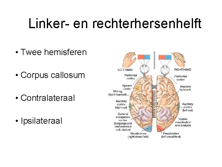 Linker- en rechterhersenhelft • Twee hemisferen • Corpus callosum • Contralateraal • Ipsilateraal 