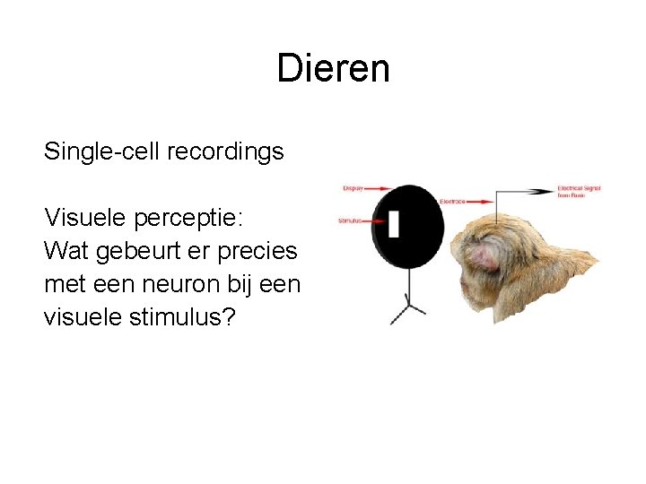 Dieren Single-cell recordings Visuele perceptie: Wat gebeurt er precies met een neuron bij een