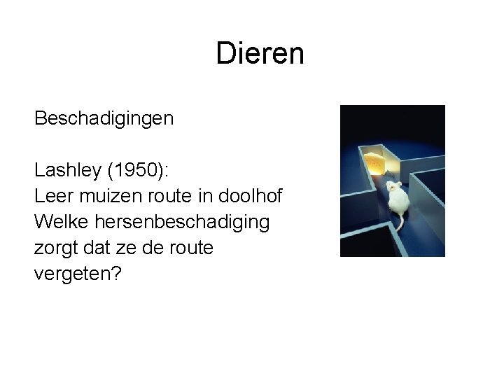 Dieren Beschadigingen Lashley (1950): Leer muizen route in doolhof Welke hersenbeschadiging zorgt dat ze