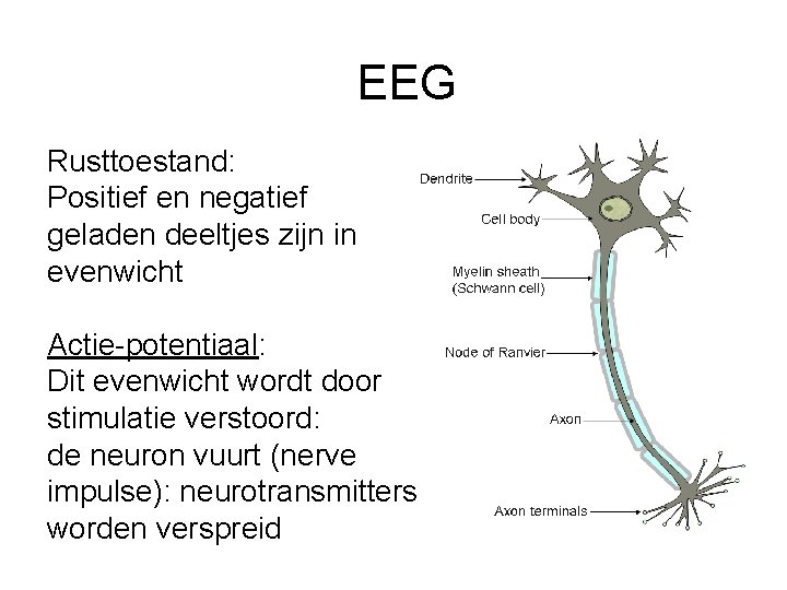 EEG Rusttoestand: Positief en negatief geladen deeltjes zijn in evenwicht Actie-potentiaal: Dit evenwicht wordt