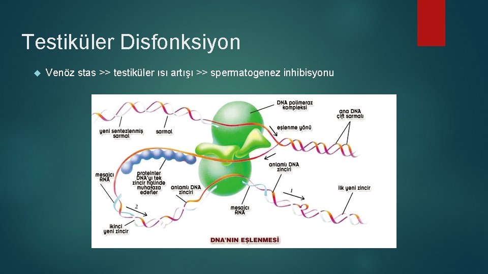 Testiküler Disfonksiyon Venöz stas >> testiküler ısı artışı >> spermatogenez inhibisyonu Testiküler Disfonksiyon Venöz stas >> testiküler ısı artışı >> spermatogenez inhibisyonu