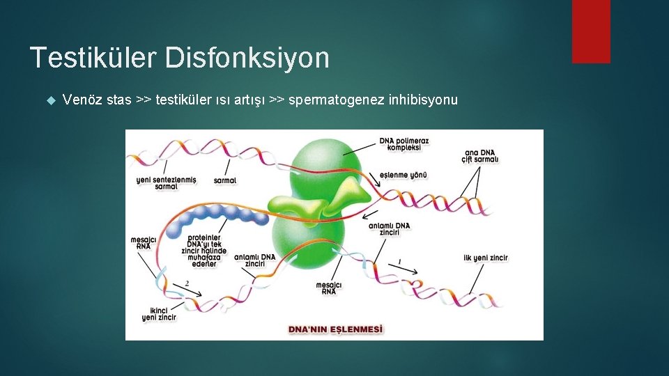 Testiküler Disfonksiyon Venöz stas >> testiküler ısı artışı >> spermatogenez inhibisyonu 