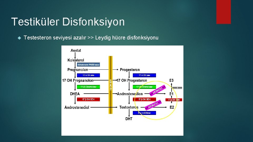 Testiküler Disfonksiyon Testesteron seviyesi azalır >> Leydig hücre disfonksiyonu 