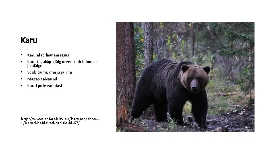 Karu • • • Karu elab laanemetsas Karu tagakäpa jälg meenutab inimese jalajälge Sööb