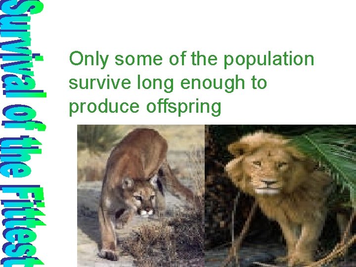 Only some of the population survive long enough to produce offspring 