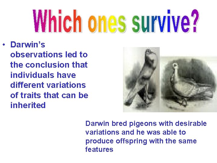 • Darwin’s observations led to the conclusion that individuals have different variations of