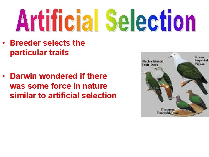  • Breeder selects the particular traits • Darwin wondered if there was some