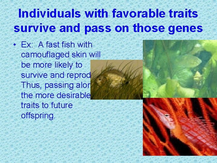 Individuals with favorable traits survive and pass on those genes • Ex: A fast