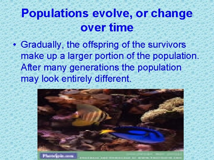 Populations evolve, or change over time • Gradually, the offspring of the survivors make