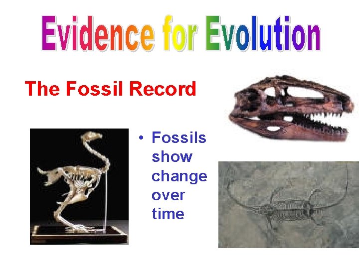 The Fossil Record • Fossils show change over time 