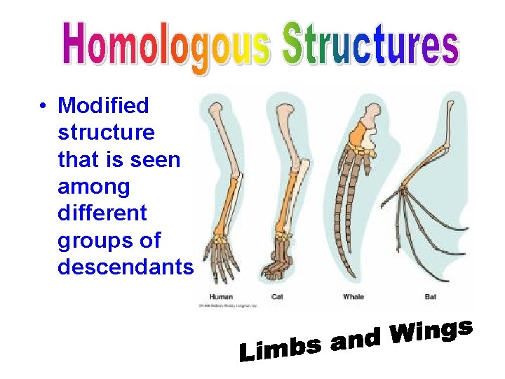  • Modified structure that is seen among different groups of descendants 