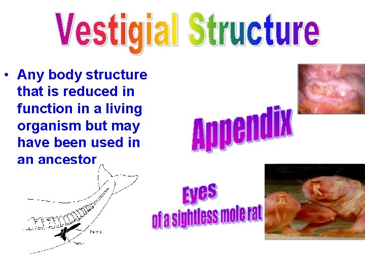  • Any body structure that is reduced in function in a living organism