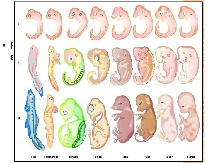  • Fish, reptiles, birds and mammals look similar during embryological development 