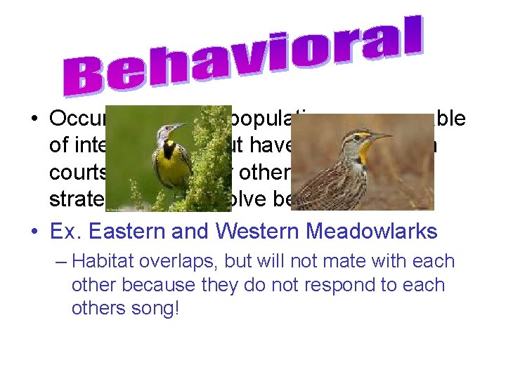  • Occurs when two populations are capable of interbreeding but have differences in