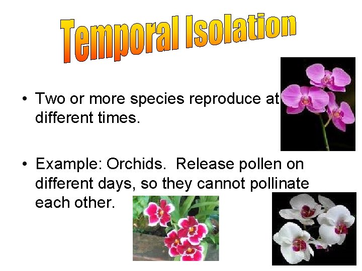  • Two or more species reproduce at different times. • Example: Orchids. Release