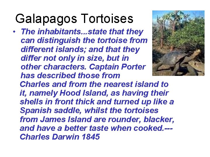 Galapagos Tortoises • The inhabitants. . . state that they can distinguish the tortoise