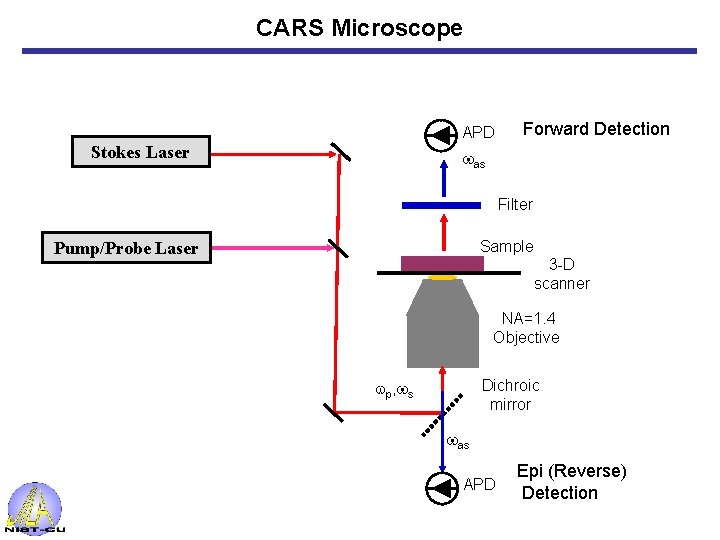 CARS Microscope APD Stokes Laser Forward Detection was Filter Sample Pump/Probe Laser 3 -D