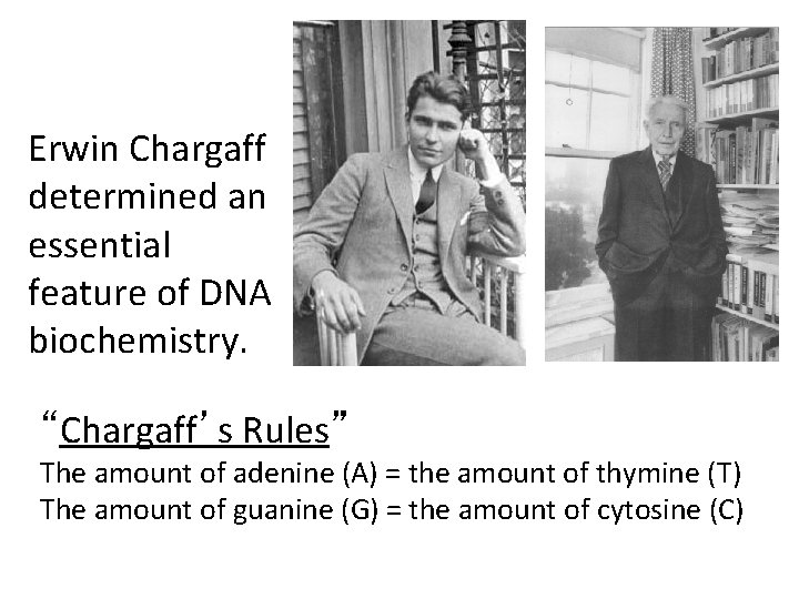Erwin Chargaff determined an essential feature of DNA biochemistry. “Chargaff’s Rules” The amount of