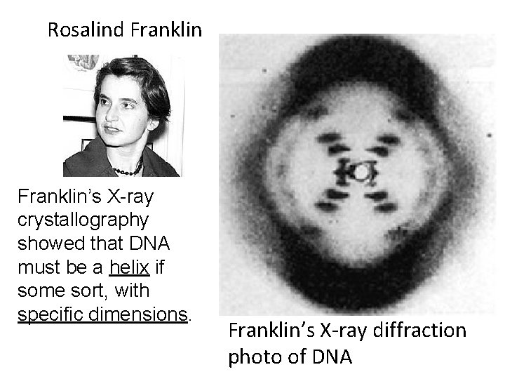 Rosalind Franklin’s X-ray crystallography showed that DNA must be a helix if some sort,