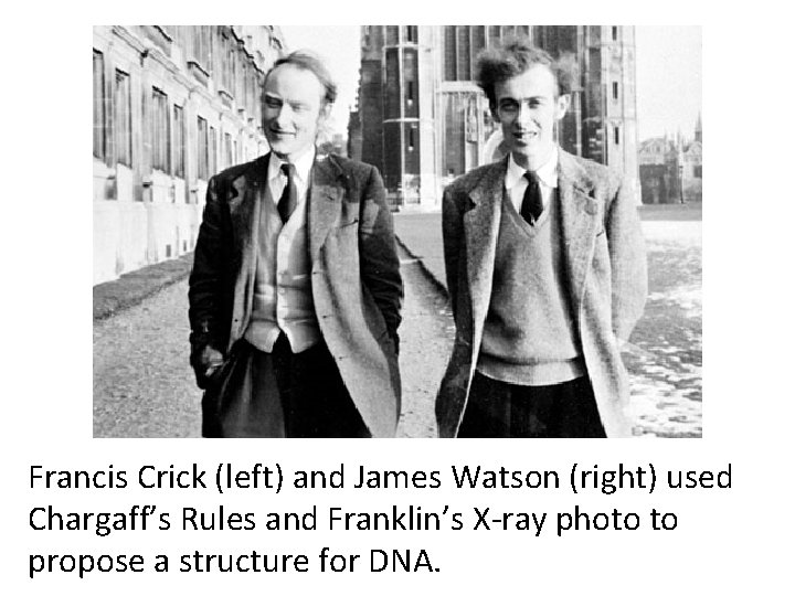 Francis Crick (left) and James Watson (right) used Chargaff’s Rules and Franklin’s X-ray photo