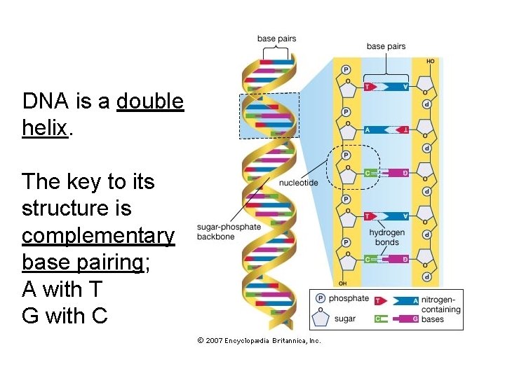 DNA is a double helix. The key to its structure is complementary base pairing;