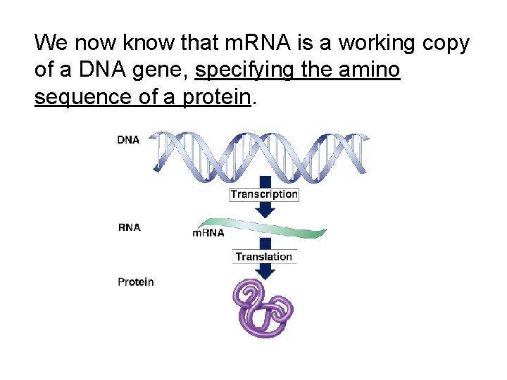 We now know that m. RNA is a working copy of a DNA gene,