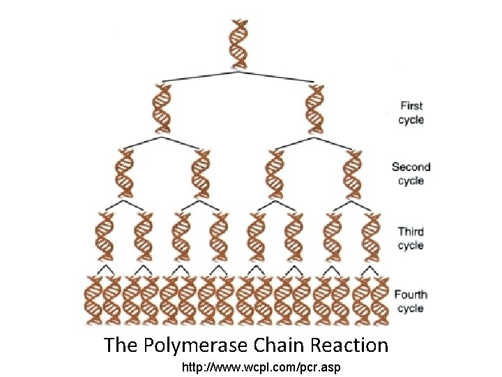 The Polymerase Chain Reaction http: //www. wcpl. com/pcr. asp 