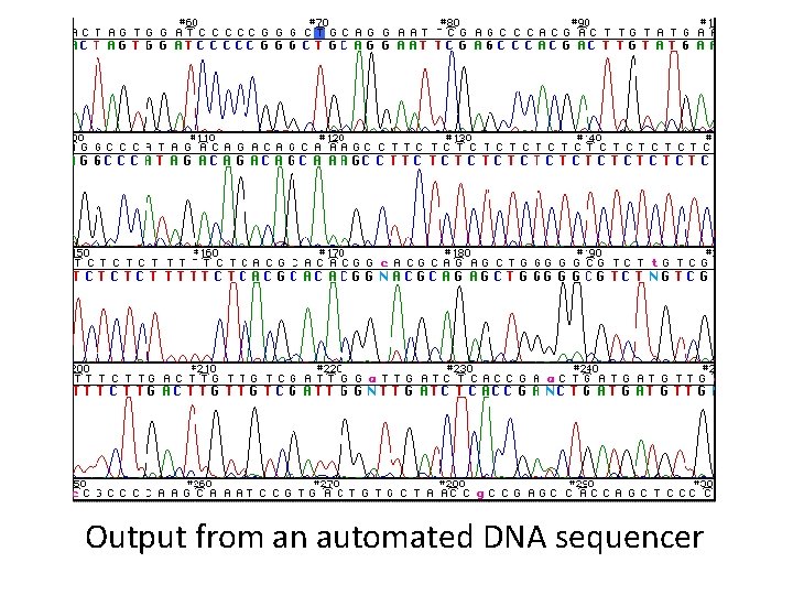 Output from an automated DNA sequencer 