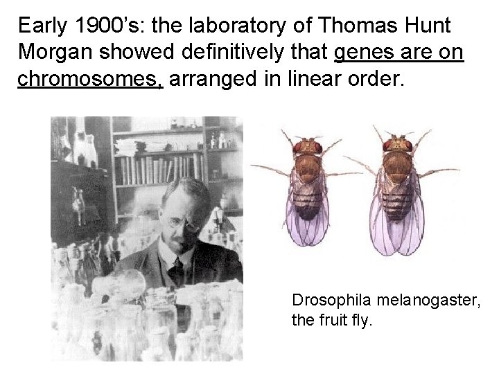 Early 1900’s: the laboratory of Thomas Hunt Morgan showed definitively that genes are on