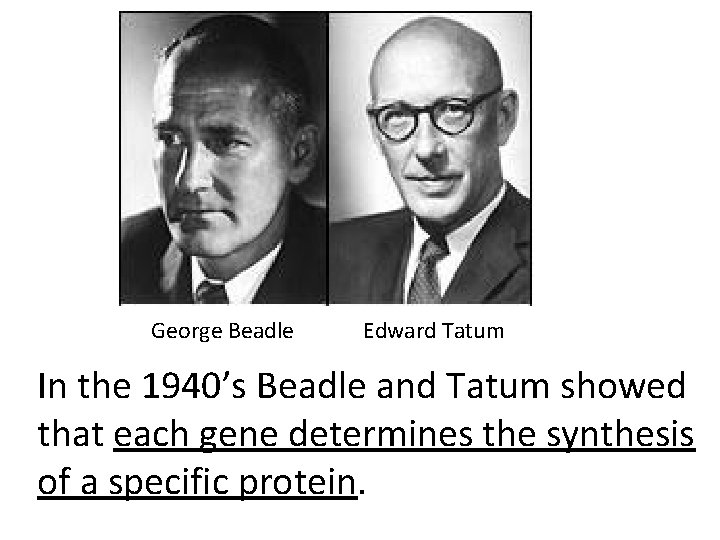George Beadle Edward Tatum In the 1940’s Beadle and Tatum showed that each gene